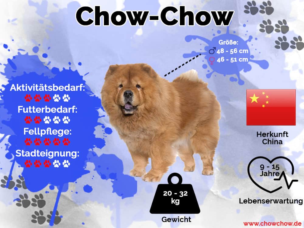 Chow-Chow Infografik