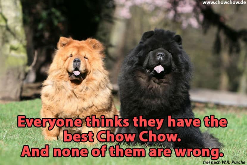 ChowChow Zitate und Sprüche ChowChow.de