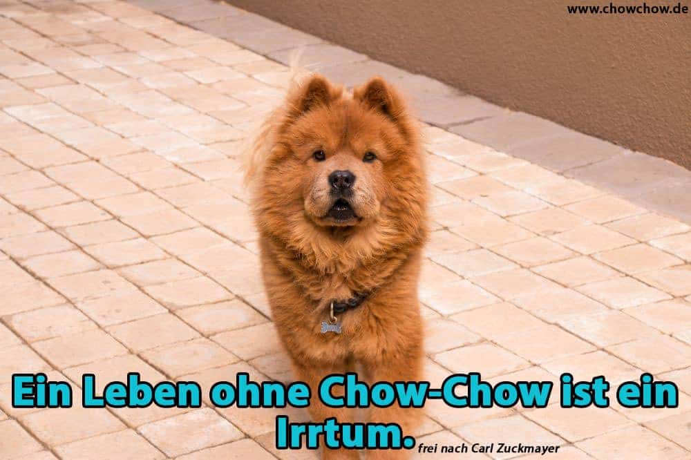 Ein Chow-Chow sieht dich an