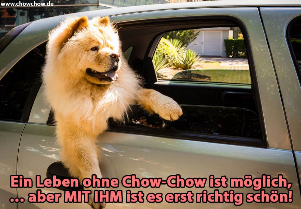 Ein Chow-Chow im Autofenster
