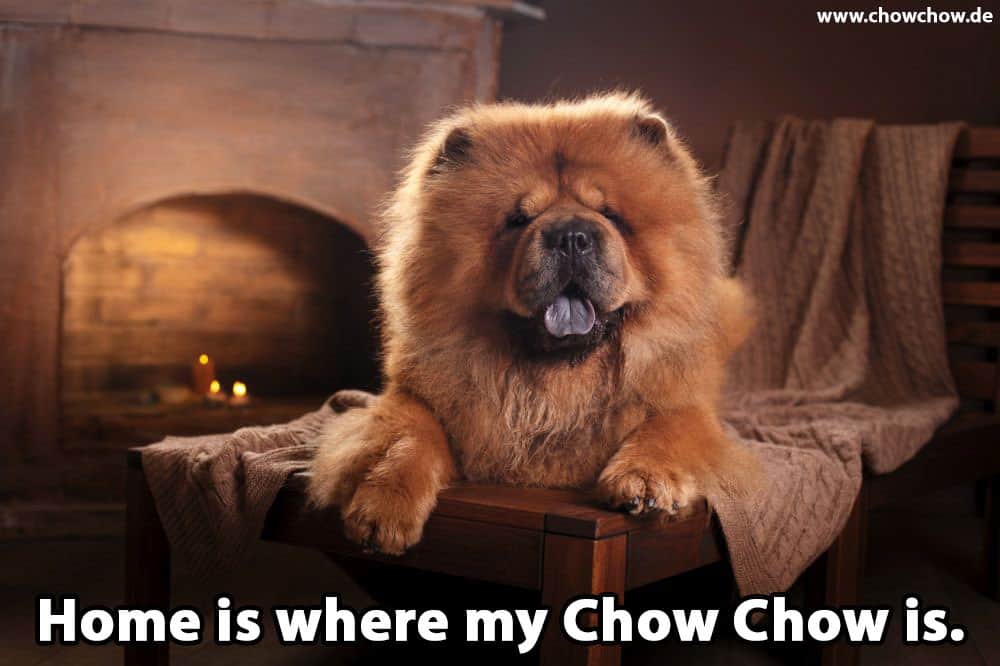 Ein Chow-Chow liegt auf dem Tisch