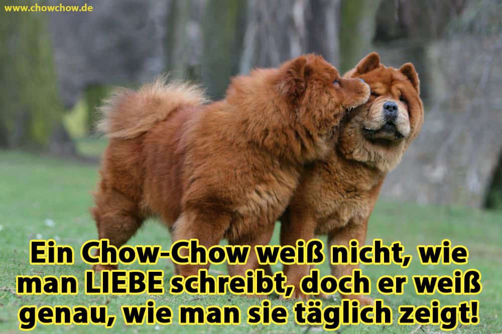 Ein Chow-Chow küsst den anderen