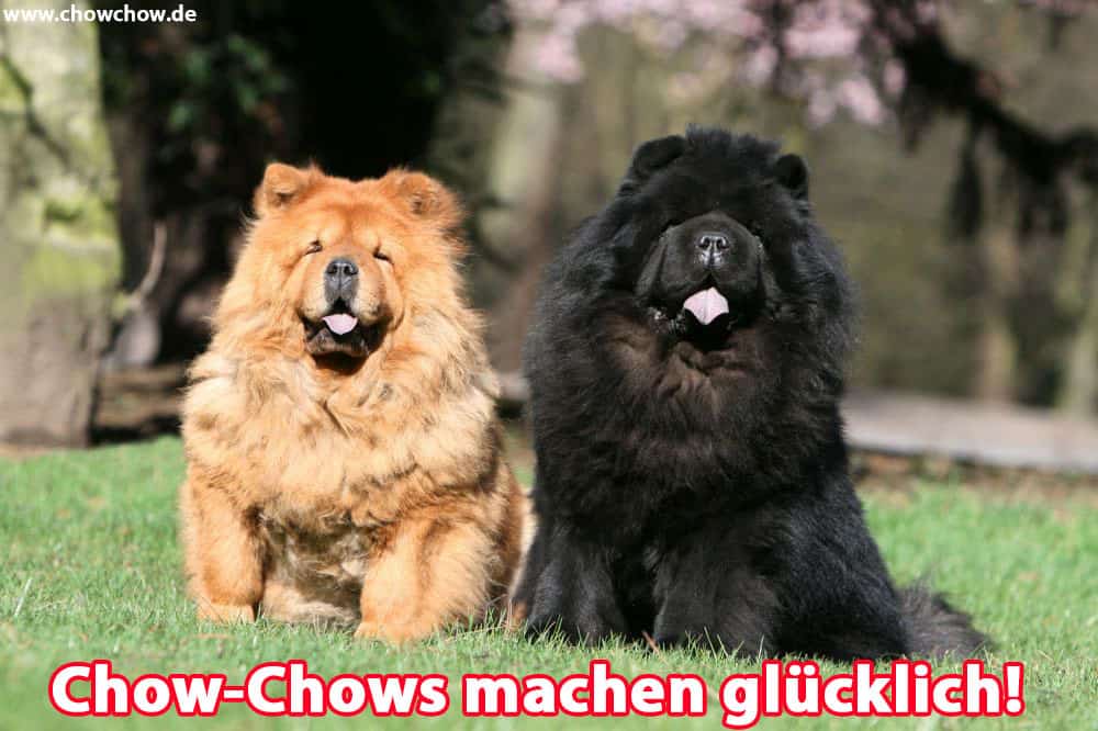 Zwei Chow-Chows auf dem Rasen