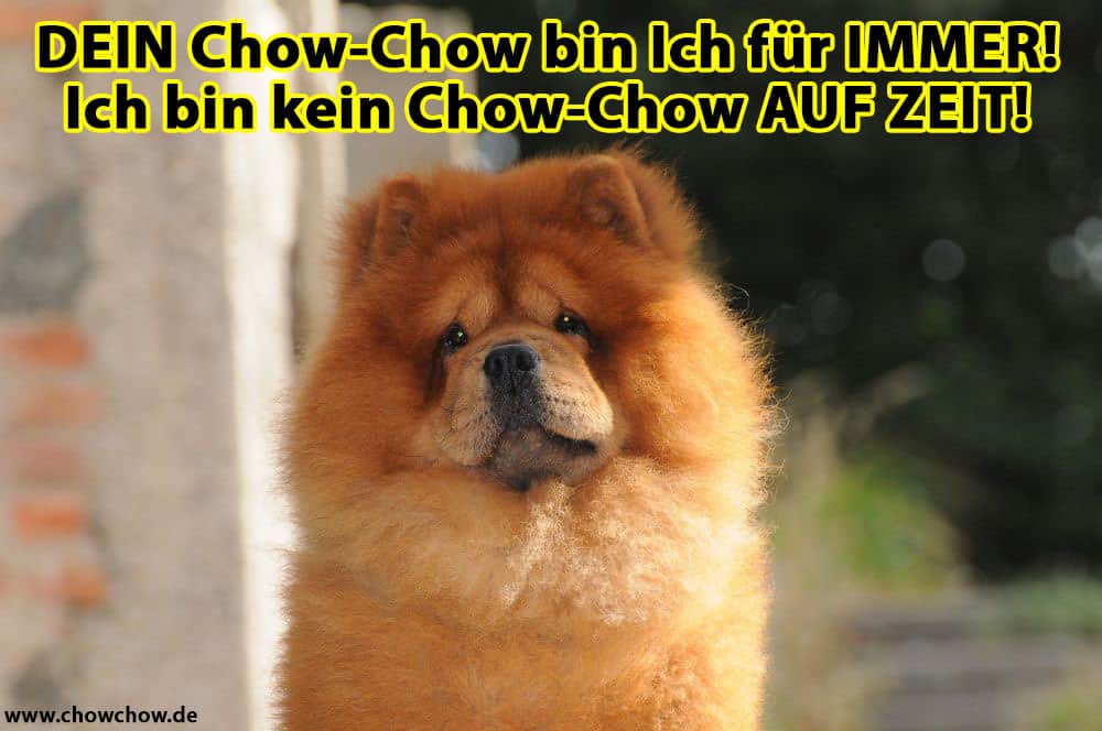 Ein Chow-Chow mit traurigem Blick