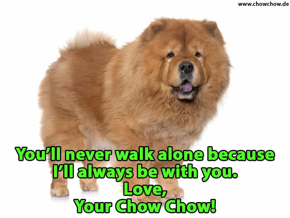 Ein schöner Chow-Chow