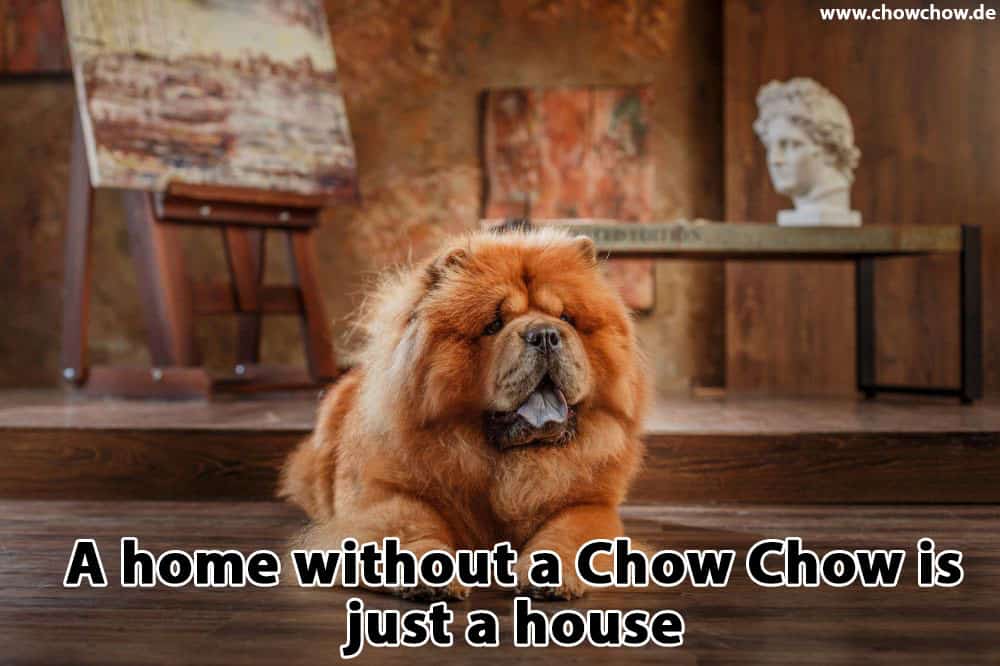 Ein Chow-Chow liegt im Zimmer