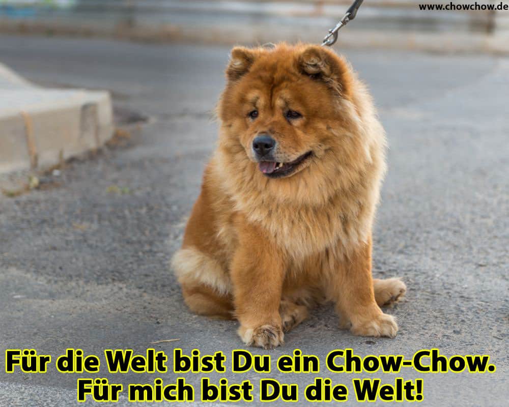 Ein trauriger Chow-Chow