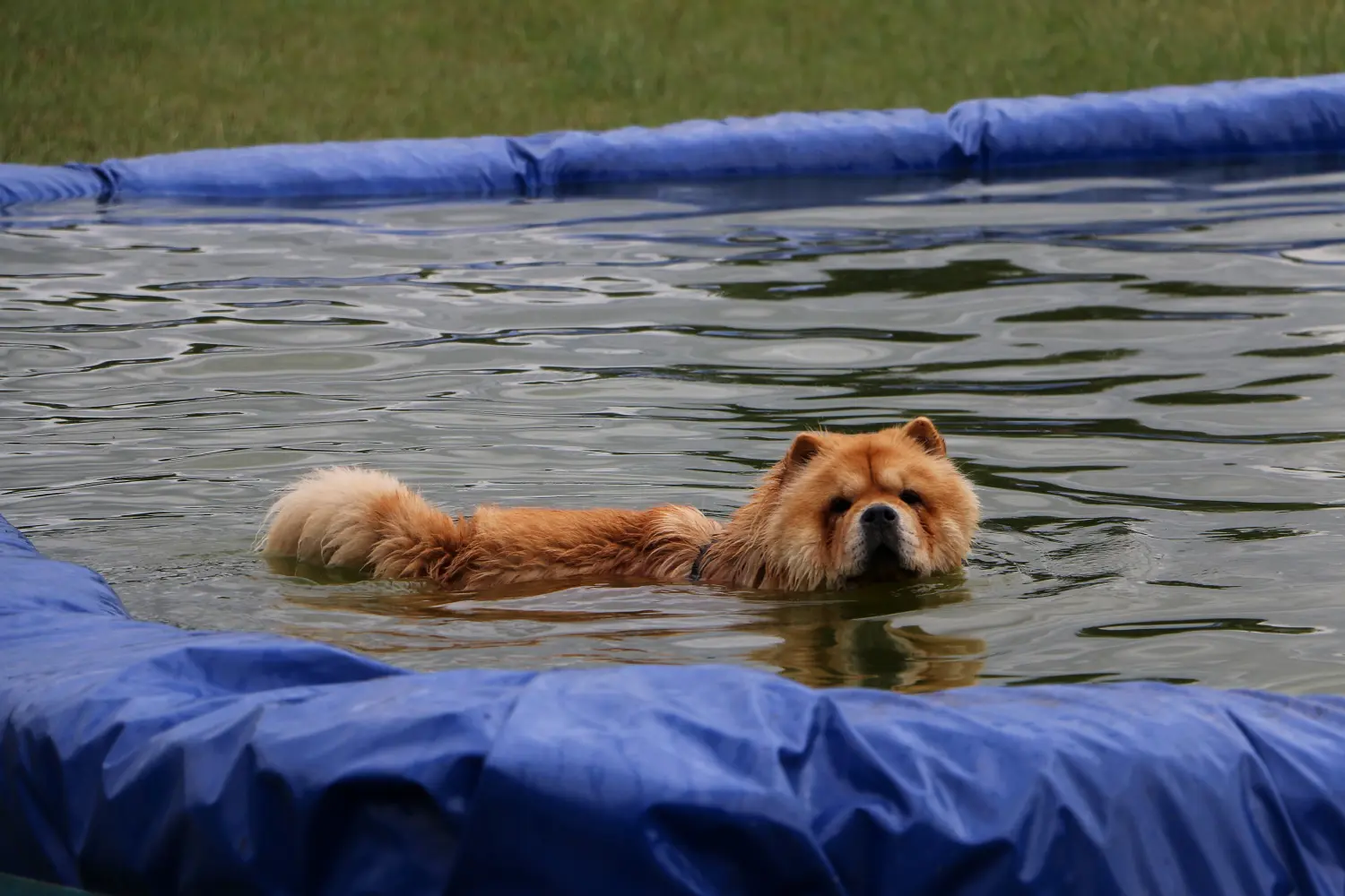 Chow-Chow schwimmt im Pool. 
