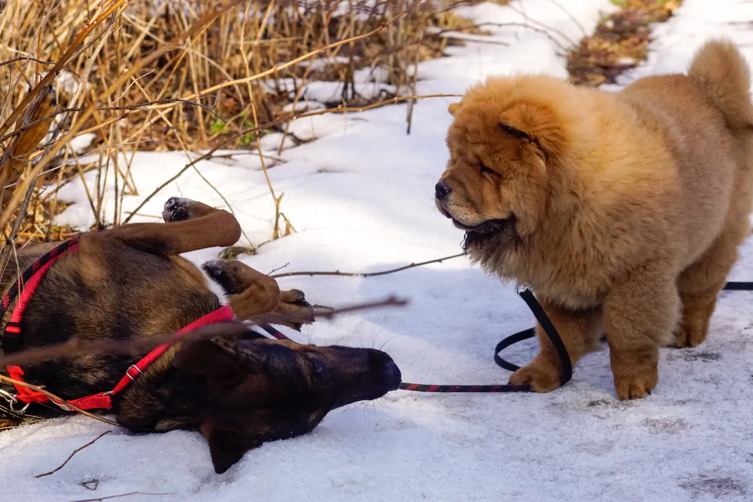 Hundebegegnung zwischen Chow-Chow und Schäferhund im Schnee.