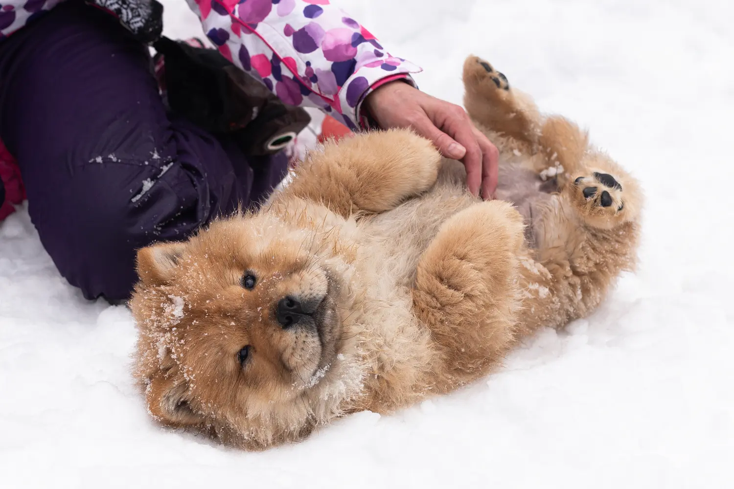 Chow-Chow Welpe liegt rücklings im Schnee und wird am Bauch gekrault.