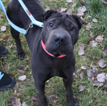 Jade - schöne Shar Pei Hündin