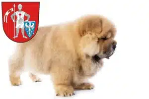 Mehr über den Artikel erfahren Chow-Chow Züchter und Welpen in Bamberg