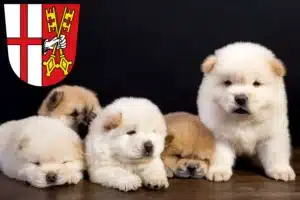 Mehr über den Artikel erfahren Chow-Chow Züchter und Welpen in Cochem