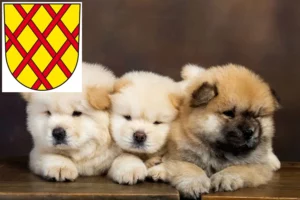 Mehr über den Artikel erfahren Chow-Chow Züchter und Welpen in Daun