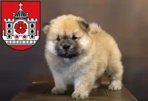 Mehr über den Artikel erfahren Chow-Chow Züchter und Welpen in Detmold