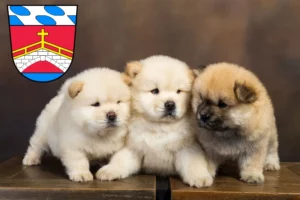 Mehr über den Artikel erfahren Chow-Chow Züchter und Welpen in Fürstenfeldbruck