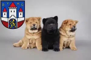 Mehr über den Artikel erfahren Chow-Chow Züchter und Welpen in Jever