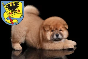 Mehr über den Artikel erfahren Chow-Chow Züchter und Welpen in Ludwigsburg