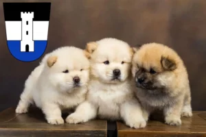 Mehr über den Artikel erfahren Chow-Chow Züchter und Welpen in Neu-Ulm