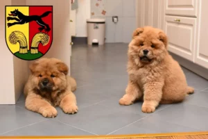 Mehr über den Artikel erfahren Chow-Chow Züchter und Welpen in Peine