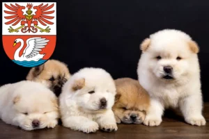 Mehr über den Artikel erfahren Chow-Chow Züchter und Welpen in Prenzlau