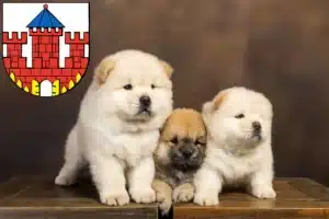 Mehr über den Artikel erfahren Chow-Chow Züchter und Welpen in Ratzeburg