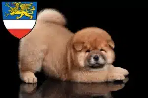 Mehr über den Artikel erfahren Chow-Chow Züchter und Welpen in Rostock