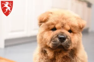 Mehr über den Artikel erfahren Chow-Chow Züchter und Welpen in Schwäbisch Gmünd