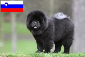 Mehr über den Artikel erfahren Chow-Chow Züchter und Welpen in Slowenien