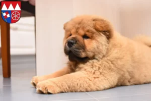 Mehr über den Artikel erfahren Chow-Chow Züchter und Welpen in Unterfranken