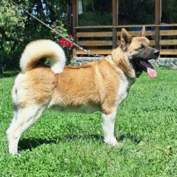 Yuki, Hündin, Mai 2020, ca. 55 - 60 cm, American Akita