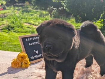 🐾 WâziShéN Banshee – Deine kuschelige, verspielte Chow Chow Hündin wartet auf Dich! 🐾